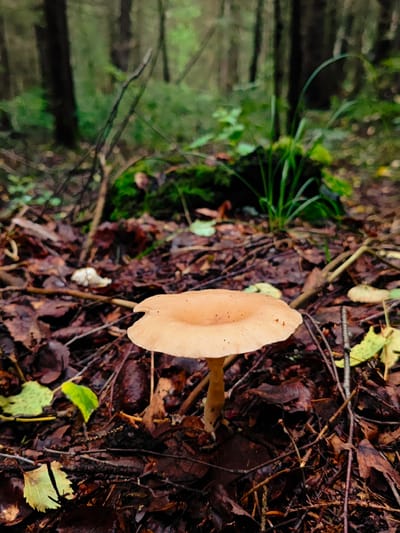 A single, light brown mushroom with a wide, flat cap stands in the center of a forest floor covered in fallen leaves and twigs. The mushroom's stem is pale yellow. In the background, out-of-focus trees with dark trunks and green foliage create a dense forest environment. The overall impression is one of a natural woodland setting. No specific location in Rassol'naya, Russia, is discernible from the image.