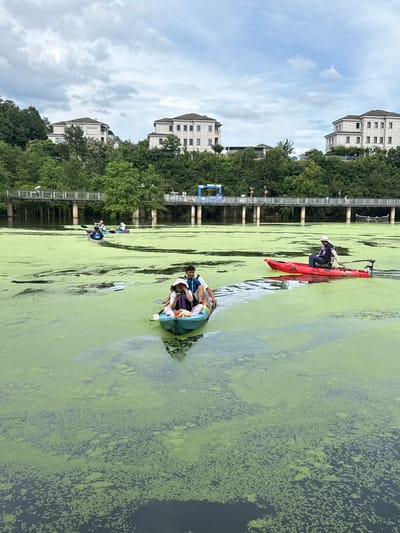 In Lin'an District, China, a cloudy day unfolds on a body of water covered in a thick layer of green algae. Several kayakers navigate the murky, green surface. In the foreground, a turquoise kayak carries two people: a woman wearing a straw hat and a child seated in front of her. Another person, partially visible, is in a second kayak. Further in the distance, a red kayak with one person on board moves away from the viewer. Behind the kayaks, a bridge spans the water, with buildings and lush green trees visible on the embankment. The sky is overcast with scattered clouds.
