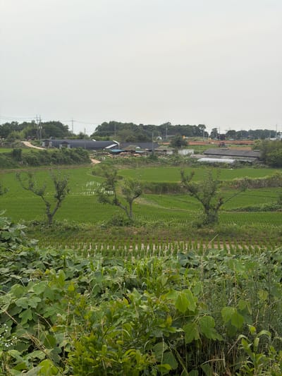 In Dangjin-si, South Korea, a rural landscape is depicted under a hazy, overcast sky. The foreground is dominated by lush, green foliage and tall grasses, with some plants exhibiting broad, vibrant green leaves. Beyond this dense vegetation, a series of terraced rice paddies stretch across the middle ground, their surfaces reflecting the muted light. The paddies are neatly arranged, with rows of young rice plants visible. Several bare-branched trees, likely fruit trees given their shape, are scattered within and around the rice fields.
In the background, a dirt road winds through the scene, leading to a collection of agricultural buildings. These structures appear to be farmhouses, storage facilities, and possibly greenhouses, with some roofs covered in dark material and others with lighter coverings. A red tractor is visible near one of the buildings. The horizon is lined with a dense band of trees, forming a natural boundary to the cultivated land. Utility poles and power lines are also present, indicating the presence of infrastructure within this rural setting. The overall impression is one of agricultural activity and a quiet, natural environment.