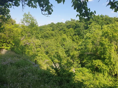 The image depicts a dense, verdant forest on a sunny day. The foreground features a grassy slope dotted with small purple flowers and overgrown with tall grass. A weathered stone wall runs along the slope, partially obscured by the vegetation. A rusty metal stake is visible protruding from the wall. In the mid-ground and background, a thick canopy of deciduous trees stretches across the frame, their leaves illuminated by sunlight filtering through the branches. The sky above is a clear blue with a few wispy white clouds. The scene is consistent with a natural wooded area, possibly a park or undeveloped land within the city of Gomisjvari, Georgia. There are no people or animals visible in the image, and no discernable actions are taking place.