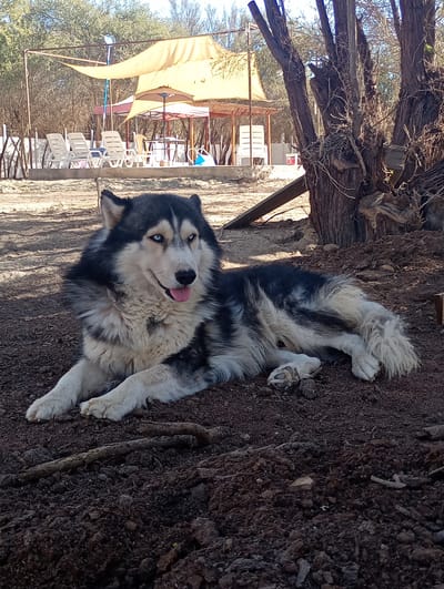 This outdoor image captures a large, fluffy husky-type dog resting on dry earth under bright daylight. The dog, with its distinctive black, white, and grey fur and striking blue eyes, lies relaxed with its tongue slightly protruding.
In the background, a recreational area is visible, featuring a large, light-colored fabric canopy providing shade. Beneath this canopy, several white plastic lounge chairs and tables are arranged, along with a smaller, darker-colored umbrella. A rustic fence, constructed from vertical wooden stakes, can be seen to the left. The ground is primarily bare, dark earth scattered with small rocks and twigs.
To the right of the dog, a prominent tree with multiple thick, gnarled trunks and branches, some appearing cut, stands as a focal point. A wooden plank leans against its base. The surrounding vegetation consists of numerous trees with sparse foliage, typical of an arid environment. The clear sky and strong sunlight indicate a warm, sunny day.
No people are visible, and there is no discernible text in the image. The scene suggests a tranquil outdoor leisure area, consistent with a dry climate, aligning with the location context of Pozo Almonte, Chile.