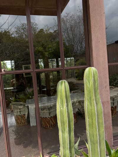 The image shows a reflection in a large window composed of multiple panes, possibly in Tepoztlán, Mexico, as reflected in the glass. The reflection includes trees, foliage, and a glimpse of what appears to be a patio or outdoor area with woven chairs. Foregrounded is a cactus, possibly San Pedro, its ribbed green stem adorned with white spines that run lengthwise. The window frame is a dark brown, possibly wood, while the wall exterior visible above the window is a light, earthy brown tone. The reflection shows a well-lit, partially obscured exterior. The scene suggests a blend of indoor and outdoor spaces, capturing the local foliage through the reflective glass and incorporating native plants like the cactus into the décor.