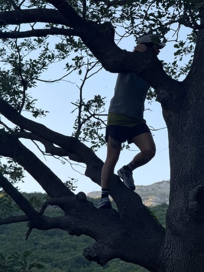 A person, silhouetted against a pale blue sky, is climbing a large, dark-barked tree. They are wearing a grey t-shirt, black shorts, socks with grey and white stripes, and grey and black athletic shoes. The person is positioned on a thick, gnarled branch, with their legs bent and their arms wrapped around a larger section of the trunk. Their head is turned away from the camera, obscured by a grey baseball cap. The tree's branches, covered in dark leaves, extend upwards and outwards, forming a canopy. In the background, a hazy, green forested mountainside is visible under the clear sky. The image has a slightly grainy quality. The scene is outdoors, likely in a natural environment with hills or mountains. The time of day appears to be late afternoon or early evening, given the soft lighting and the color of the sky.