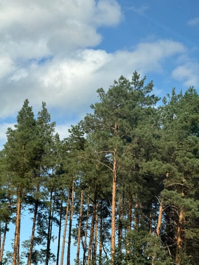 The image displays a dense conifer forest, primarily composed of pine trees, situated in Korostyshiv, Ukraine. The upper third of the frame features a clear blue sky with dispersed white cumulus clouds. Below, numerous tall pine trees with dark green needle foliage are prominent, their slender, orange-brown trunks extending vertically to form a dense, irregular canopy line against the sky. No individuals, animals, or man-made objects are visible, nor are any actions or interactions depicted.