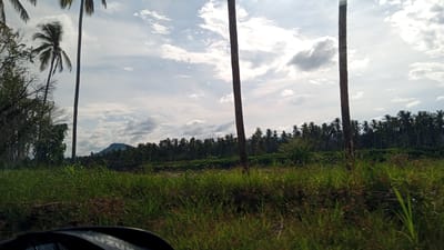 A scenic view of a tropical landscape with tall palm trees and lush green vegetation under a cloudy sky. The foreground shows a patch of tall grass. In the midground, a dense line of palm trees stretches across the horizon, with a prominent mountain peak visible in the distance. The scene appears to be a roadside view, possibly from a vehicle, as suggested by the dark, curved object at the bottom of the image which resembles a car's side mirror. The location is identified as the city of Kubu, Indonesia, known for its natural beauty and tropical environment.