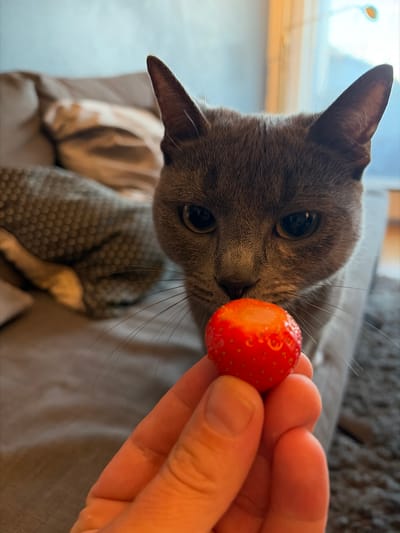 A gray cat is inspecting a halved strawberry being held by a human hand. The cat's face is close to the strawberry, its nose almost touching the red fruit. The cat has large, round eyes. The hand holding the strawberry is light-skinned. The setting appears to be indoors, possibly on a couch. The specific location of Lørenskog, Norway cannot be determined from the image.