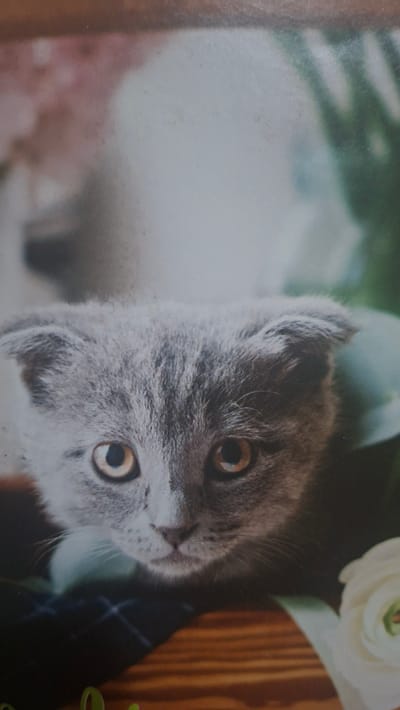 The image shows a close-up of a Scottish Fold kitten with grey fur and large, amber eyes. The kitten is peeking out from behind some greenery, with its ears folded forward. The background is softly blurred, with hints of pink and green. The kitten appears to be sitting on a dark, textured surface, possibly fabric, with a wooden surface visible at the bottom of the frame. There is also a white flower with layered petals in the lower right corner. The scene appears to be a still life or portrait of the kitten, possibly indoors or in a sheltered outdoor setting. There is no visible indication of Voinova, Moldova in the image.