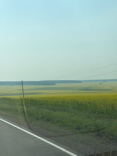 A photograph captures a vast, flat landscape with a clear, pale blue sky. In the foreground, a portion of an asphalt road with a white line is visible on the left side. Adjacent to the road is a verge of tall, green grass and weeds. Further back, a field of bright yellow flowers stretches horizontally across the middle ground, bordered by a darker line of trees in the distance. A single, tall wooden utility pole with wires stretching across the frame stands to the left of the yellow field. The overall scene depicts a rural, open environment. The image does not contain any people or specific landmarks identifiable as being in Sukhaya Dolina, Russia.