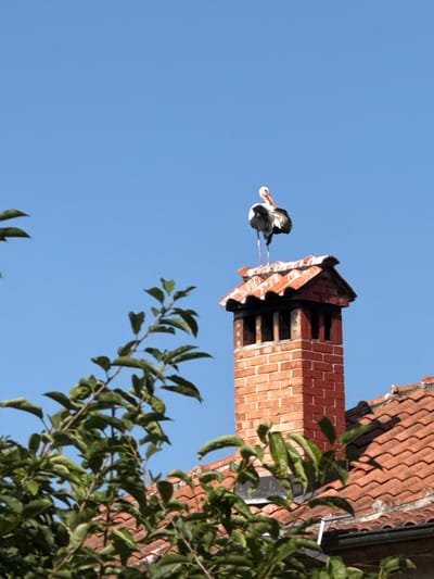 A white and black stork stands atop a red brick chimney. The stork's head is turned to the left, and its beak is pink. The chimney has a red tile roof and is surrounded by more red tile roofs. Green foliage from a tree is in the foreground, obscuring parts of the roofs. The sky is clear and blue. The scene is likely outdoors. The location is Dragor, Bulgaria.