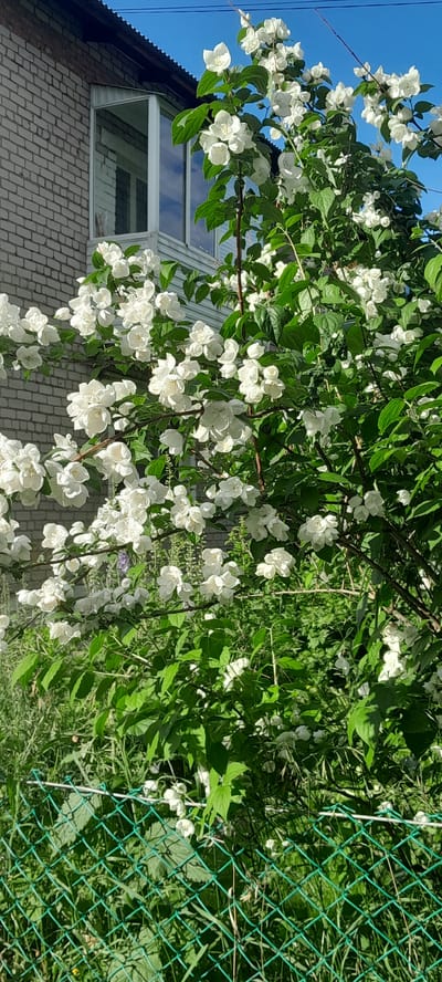 The image shows a close-up of white jasmine flowers and green leaves against a bright blue sky and a green chain-link fence. The flowers are in full bloom, with many delicate white petals and yellow centers. The leaves are a vibrant green, providing a lush backdrop.

In the lower left portion of the image, a light-colored brick building with a dark-colored corrugated metal roof is visible. A portion of a skylight or dormer window with white framing is also present on the building. The fence, made of green wire mesh, stretches across the right side of the image, separating the flowering bush from an area of overgrown grass and other vegetation behind it.

The lighting suggests it is daytime, likely sunny, given the bright blue sky and the illumination of the flowers and leaves. The scene appears to be outdoors in a residential or garden setting, possibly in Russia given the location context. There is no visible text in the image. The overall impression is one of natural beauty and a peaceful, summery day.