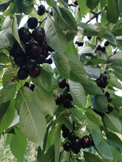 This media file features a close-up view of dark, ripe cherries hanging from a tree branch, surrounded by green leaves. The cherries are clustered together on thin stems, and some are in sharp focus while others are slightly blurred, creating a sense of depth. The lighting suggests it is daytime, with sunlight filtering through the leaves, casting dappled shadows. The overall scene is natural and appears to be outdoors, likely in an orchard or garden, given the context of the cherries growing on a tree. There is no visible text in the image. The setting is implied to be Çolpon-Ata, Kyrgyzstan. The image evokes a feeling of abundance and the ripeness of the fruit.