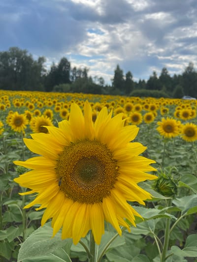 A close-up, portrait-oriented, vertical shot of a sunflower in a field. The sunflower, facing left, dominates the foreground with its large yellow petals and brown center. A small insect, possibly a bee, is visible on the right side of the sunflower's center. The background features a vast field of sunflowers stretching into the distance, with a line of trees and a cloudy sky overhead. The location is identified as Maklaivka, Ukraine. The lighting suggests an overcast day.