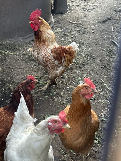 A high-angle, eye-level medium shot captures a flock of chickens on a patch of dirt in Novoyeniseyka, Russia. The focal point is a large, copper-colored rooster with a prominent red comb and wattle, standing to the left of center. Its body is adorned with intricate patterns of copper and white feathers. In the foreground, a white chicken with a white comb and wattle is partially visible, its head turned slightly to the right. To the left of the rooster, two brown chickens with red combs and wattles are clustered together, one looking towards the camera and the other facing away. The background is a mix of dirt, straw, and a portion of a weathered gray wall. The lighting suggests it is daytime.