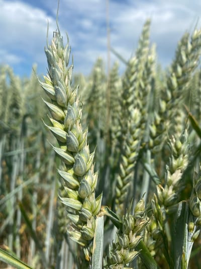 A close-up, low-angle shot captures a wheat stalk in a field under a partly cloudy sky in Sachsenheim, Germany. The wheat stalk, in focus, displays a green and pale yellow hue with developing grains clustered along its length. The background is blurred, revealing more wheat stalks and a bright blue sky with scattered white clouds.