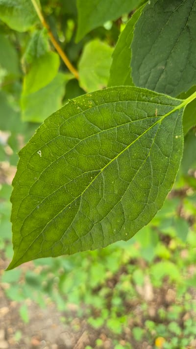 The image is a close-up, vertical shot of a vibrant green leaf with prominent veins. The leaf occupies the majority of the frame, with its textured surface detailed and in sharp focus. The background is softly blurred, showing more green foliage and hints of brown earth and dried leaves. The lighting appears natural, suggesting an outdoor setting. There are no people or identifiable structures visible. The location is not discernible from the image itself; however, if this scene were to be found in Doirentsi, Bulgaria, it would depict a natural element within that geographical area.
