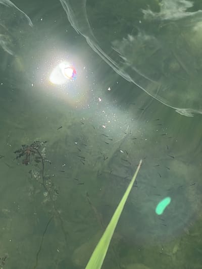 The image shows a shallow body of murky water, likely a pond or stream, in Novomykolaivka, Ukraine. The water is greenish-brown and contains numerous small, dark fish, appearing to be fry or very young fish, swimming in groups. A bright, diffused light source, possibly the sun reflecting off an object or the water's surface, creates a strong glare and a prismatic effect on the left side of the image. This glare obscures some of the details in that area. On the right side of the frame, a long, green blade, likely a plant or a piece of grass, extends into the water. In the middle of the frame, a faint, oval-shaped, light green glow is visible in the water. The scene suggests a natural, outdoor environment during daylight hours. There is no visible text in the image.