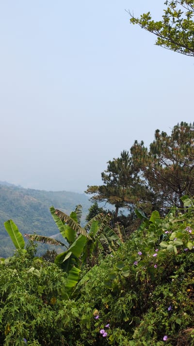 The scene captures a lush, green landscape in Lâm Sơn, Vietnam. The sky is light blue and clear. The hillside is covered in dense vegetation, including banana plants, other broad-leafed plants, and climbing vines with purple flowers. A pine tree is visible. A mountain range is visible in the distance, partially obscured by haze.