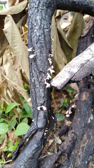 A close-up, vertical shot captures a burnt tree trunk and branches in Meunasahdayah, Indonesia. The bark is deeply charred and cracked, with small, pale fungi growing in clusters on the vertical trunk. In the background, out-of-focus dried leaves and green foliage are visible. A diagonal branch, also charred, crosses the frame from the right, with a lighter, almost white surface on its top edge. The overall impression is one of nature's resilience, with new growth appearing on the remains of the fire.