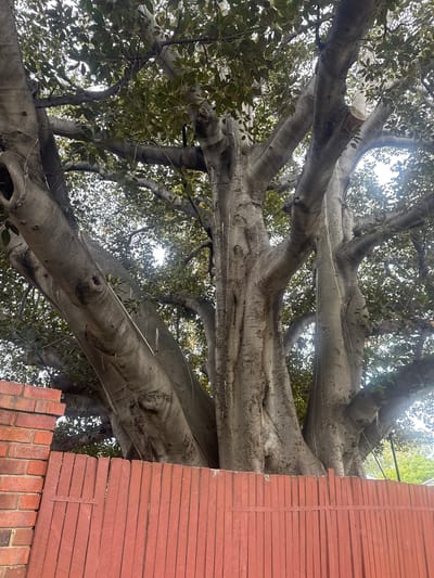 The image shows a large tree with thick, light gray branches extending in various directions. Some branches have been cut. Green leaves are visible among the branches. To the right, a brick and wooden structure is present. The location is possibly in the city of Bassendean, Australia.