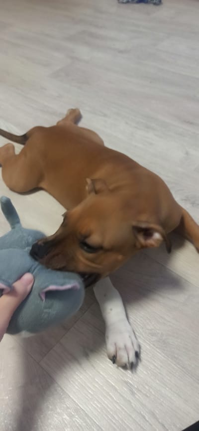 The image shows a brown puppy playing with a gray stuffed animal on a light-colored wooden floor. The puppy is in the foreground, with its head bent down towards the toy, appearing to be chewing or tugging on it. A portion of a white paw, possibly belonging to another dog or the same puppy, is visible in the background. The scene is indoors, indicated by the flooring. The lighting suggests it could be daytime, but no specific time can be determined. There is no visible text in the image. The overall impression is one of playful interaction between the puppy and its toy.