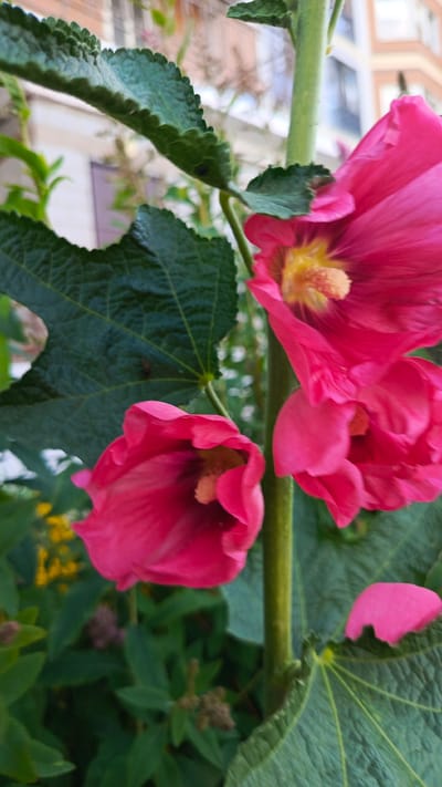 This is a vertical, medium shot of bright pink hollyhock flowers in bloom. The flowers are large and trumpet-shaped, with ruffled petals and yellow stamens visible in the center. Three flowers are prominently featured, with one fully open at the top, another partially open below it, and a third bud-like bloom at the bottom left. The flowers are attached to a thick, fuzzy green stem. Large, dark green, textured leaves with serrated edges are visible throughout the frame, framing the flowers. In the background, out-of-focus hints of yellow flowers and other greenery can be seen. A light-colored building with windows and some architectural details is visible in the upper background. The lighting suggests it is daytime. The scene is outdoors in a garden or a natural setting, likely in Zvenigorod, Russia, given the location context. There is no discernible text in the image.