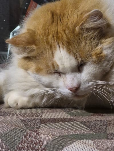 The image shows a close-up of a domestic cat with orange and white fur. The cat is sleeping or resting with its eyes closed and its head resting on a patterned surface. The surface appears to be fabric, possibly a blanket or upholstery, with a geometric pattern in shades of brown and beige. The background is dark and out of focus, with some bright spots suggesting ambient lighting. There is no indication of the city of Sooblase, Estonia, or any urban environment. The cat's fur is fluffy, and its whiskers are clearly visible. The image is a still photograph, with no movement captured.