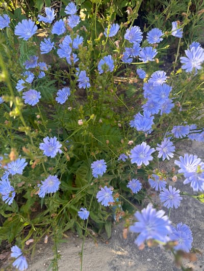 The image displays a close-up, outdoor view of a patch of common chicory (Cichorium intybus) plants in bloom. The flowers are a vibrant blue, with numerous delicate petals. The plants are growing amidst green foliage and some dry, brown seed heads or withered flowers. The ground beneath the plants appears to be a mix of soil and a light-colored, rough surface, possibly concrete or gravel, suggesting an urban or roadside environment. The lighting indicates it is daytime, with sunlight casting shadows and highlighting the textures of the flowers and leaves. No people or animals are visible in the image. The scene is consistent with a natural setting within a city park, roadside verge, or undeveloped land.