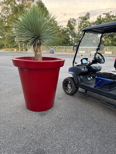 A large, red, conical planter containing a yucca plant stands on an asphalt surface. To the right of the planter is a dark blue golf cart with a black roof and windshield. The golf cart has black seats, a steering wheel, and chrome accents. The scene appears to be an outdoor area, possibly a parking lot or a groundskeeping area, with trees and a fence visible in the background. The sky is overcast with hints of pastel colors. The location is identified as Grenay, France.