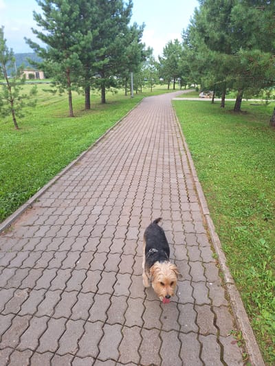 A small, terrier-mix dog with black and tan fur walks on a paved pathway in a park. The dog is in the foreground, facing slightly to the right, with its tongue sticking out. The pathway is made of interlocking gray pavers and is bordered by green grass on the right. Pine trees line the left side of the pathway, and a larger grassy area is visible beyond them. The background shows more trees and a hilly landscape under a cloudy sky. The location is identified as Atamanovka, Russia.