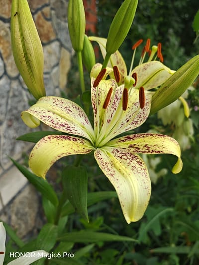 The image shows a close-up of a pale yellow lily with burgundy spots, set against a blurred background of greenery and a stone wall. The lily has six visible petals, each with a slightly curled edge. In the center of the flower, several stamen with orange anthers are prominent. Several lily buds, still closed, are also visible, some with an ant perched on one of them. The background suggests an outdoor garden setting. The bottom left corner of the image displays a watermark that reads "HONOR Magic6 Pro". The general scene is one of a blooming lily in a garden. The location specified, Turbiv, Ukraine, is not visually evident from the image itself.