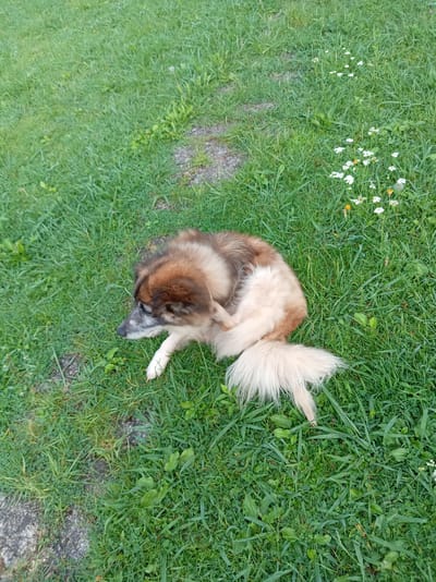 An outdoor shot captures a medium-sized dog with tan and brown fur, lying on a patch of green grass in Khwap, Abkhazia. The dog is curled up, scratching its side with its hind leg, while its bushy tail rests on the grass. White wildflowers are scattered throughout the grassy area, some visible in the upper right quadrant of the image. The ground beneath the grass appears to be a mixture of dirt and stone. The scene depicts a moment of canine relaxation and an interaction with the natural environment.