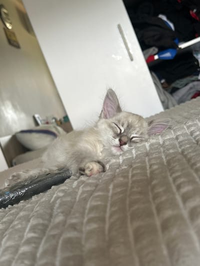 A close-up, angled shot shows a small, light-colored kitten sleeping soundly. The kitten is nestled against a textured, beige surface, possibly a blanket or cushion, which takes up a significant portion of the right side of the frame. The kitten's eyes are closed, and its paws are visible, with one paw gently resting on the textured material. The background on the left is blurred, but appears to be a white cabinet with some dark items, possibly clothing, inside. The overall impression is one of a peaceful and cozy moment. There is no visible text in the image. The time of day and weather are not discernible.