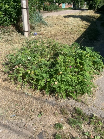 An eye-level, medium shot captures a dense, green bush with scattered light pink and purple flowers, situated on a patch of dry, yellowed grass next to a concrete sidewalk. The bush is centrally located in the frame, with its branches and leaves filling the majority of the lower half of the image. Sunlight casts sharp shadows across the dry grass and sidewalk from an unseen object to the right of the frame. In the background, a light gray concrete utility pole stands to the left, adorned with dark wire. Beyond the pole, green foliage from trees and bushes create a dense backdrop. Further in the distance, a portion of a building with a light blue facade and a red-tiled roof is visible, suggesting an outdoor, possibly residential or rural, setting within the city of Unknown, Unknown. The ground around the bush consists of dry, sparse grass and dirt, with a few small green plants pushing through. A discarded blue plastic cup is visible near the base of the utility pole.