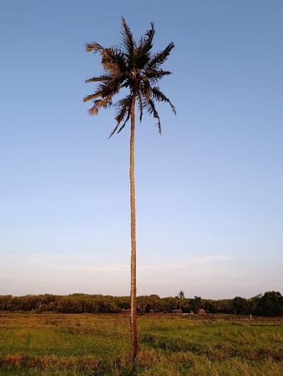 The image displays a rural landscape within Vanga ward, Kenya. A singular, exceptionally tall and slender palm tree, featuring a light brown trunk and dark green to brown fronds, stands vertically centered, extending from the bottom to the upper edge of the frame. The sky occupies the upper portion, exhibiting a clear, pale blue hue that transitions to a lighter, near-white shade at the horizon. The foreground consists of a flat expanse of mixed green and brown vegetation, consistent with a field. In the midground, a dense, horizontal line of dark green trees, possibly a forest or mangrove, is present. Within or immediately adjacent to this treeline, approximately four small, rustic structures with dark roofs are faintly discernible. No individuals, animals, or specific activities are depicted. The scene is illuminated by ambient light consistent with either early morning or late afternoon conditions.