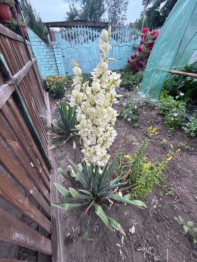 This image depicts a garden scene in Terny, Ukraine. In the foreground, a tall stalk of white Yucca flowers dominates the frame, with long, sword-like green leaves at its base. To the left, a weathered wooden fence runs diagonally across the image, showing signs of age and use. Behind the fence, a pale blue brick wall with a decorative top runs along the property line. Beyond the Yucca, a greenhouse made of green plastic sheeting is visible. In the background, a vibrant pink rose bush is in full bloom, contrasting with the muted colors of the fence and wall. The ground is covered in dark soil with sparse vegetation and some small purple flowers scattered throughout. The sky above is overcast and a muted grey. The scene appears to be a residential garden, possibly in a rural or semi-rural setting, given the presence of the greenhouse and the natural landscaping.