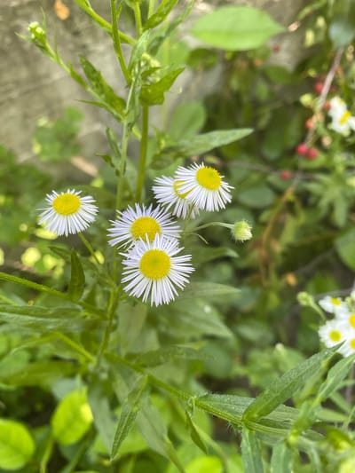 A close-up, vertical shot captures a cluster of white and yellow daisy-like flowers. The flowers are in various stages of bloom, with some fully open and others in bud. The petals are thin and white, radiating outwards from a bright yellow center. The stems and leaves are a vibrant green and appear fuzzy. In the background, a grey concrete wall is visible, along with other greenery and some small red berries. The lighting suggests it is daytime. The image appears to have been taken outdoors, likely in a garden or natural setting. There are no people or animals present in the frame.