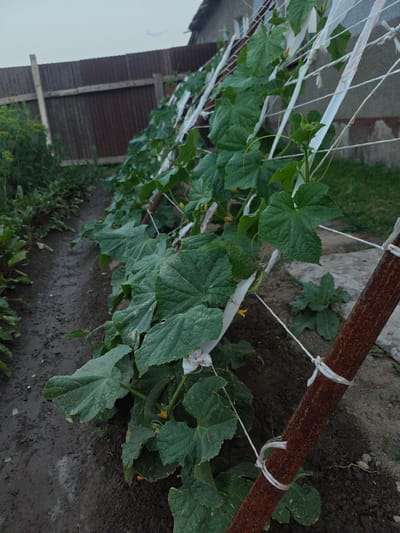 A garden bed with cucumber plants being trained on a trellis made of white tape and twine is shown. The plants have large, green leaves and some small yellow flowers. To the left of the garden bed, there is a muddy path. In the background, a wooden fence is visible, as well as a building and overgrown vegetation. The overall scene suggests an outdoor garden setting in the city of Shu, Kazakhstan, likely in the evening or on an overcast day given the lighting.
