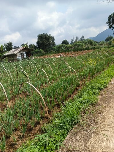 This image presents a serene agricultural landscape in Kolwara, Papua New Guinea, under a bright, overcast sky with scattered clouds. The primary subject is a field meticulously cultivated with rows of vibrant green crops, which appear to be a type of onion or scallion. Many of these rows feature distinctive, arched structures made from bent bamboo stakes, likely used to support protective coverings or provide shade for the growing plants. The dark, tilled soil contrasts with the verdant foliage.

In the mid-ground, slightly to the left, a rustic, small shack or shed stands with a corrugated metal roof and simple wooden walls. Its utilitarian appearance suggests it serves as a storage unit or temporary shelter for farm workers. Beyond the field and the shack, a dense line of lush green trees forms the backdrop, with the gentle contours of distant hills or mountains visible against the sky, indicating a mountainous or hilly terrain.

The foreground on the right side of the image features an unpaved path or track, bordered by patches of dry grass and more vigorous green weeds and plants growing wild along the edge of the cultivated field. The absence of people and the bright, diffused lighting contribute to a quiet, peaceful atmosphere, highlighting the agricultural activity and the natural beauty of the rural setting. No visible text is present in the image.