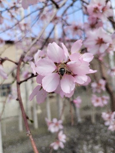 A close-up, high-angle photograph depicts a bee situated at the center of a light pink blossom. The bee displays a segmented abdomen with visible black and yellowish-brown stripes, and translucent wings; its head and front sections are obscured by the flower's pistil and stamens. The primary blossom features five to six discernible light pink petals and small yellow anthers at its core. Multiple additional light pink blossoms, some in varying states of focus, are scattered across the frame, attached to reddish-brown branches, indicative of a flowering tree or shrub. The blurred background reveals a hazy blue sky at the top. Below the sky, a light-colored, out-of-focus building with a rectangular window-like feature is present on the left, while a vague white vertical fence or railing structure is visible on the right. The lower background is a mottled, dark, out-of-focus surface. The scene is an outdoor environment, consistent with a spring setting in Limbur, Uzbekistan, though specific internal city landmarks are not identifiable.