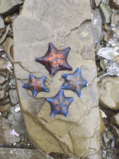 Four starfish are arranged on a large, wet, flat rock. One starfish is dark purple with orange speckles and is positioned at the top center. Three starfish are bright blue with orange speckles, arranged below the purple one in a triangular formation. The rock is surrounded by smaller, wet, dark-colored stones and pebbles. To the right of the rock, a small stream of water flows over similar stones. The scene appears to be outdoors, possibly on a beach or riverbank. This location is Russky Island, Russia.