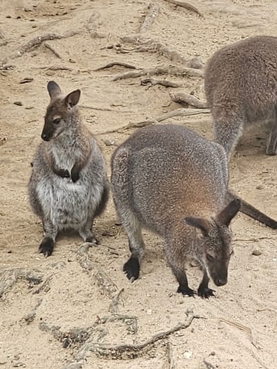 In Đông Mang, Vietnam, three wallabies are visible on a sandy ground with exposed roots. One wallaby is positioned centrally, facing left, with its front paws clasped in front of its chest. To the left, a smaller wallaby is seated and facing forward. To the right and further back, another wallaby is partially visible, with its hindquarters and tail facing the camera. The ground is composed of sand, small pebbles, and intertwined tree roots.