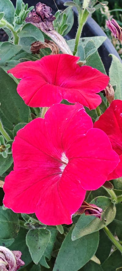 The image is a close-up, high-angle shot of vibrant pink petunias with green foliage. Three distinct flowers are visible: two in the foreground and one partially obscured behind them. The closest flower, a large, open bloom, dominates the lower center of the frame and displays delicate veining radiating from its white throat. Another open flower is positioned slightly higher and to the left, its petals unfurled. A third flower, partially closed and a deeper pink, is visible in the upper right corner. The leaves are a lush green, some with fine hairs, and show a few signs of dryness or wilting, particularly a brown, dried flower in the upper left quadrant. The background is dark and out of focus, suggesting an outdoor setting. The image does not contain any people or actions. The context provided regarding the location of Altayskoye, Russia, is not visually discernible from the photograph itself.