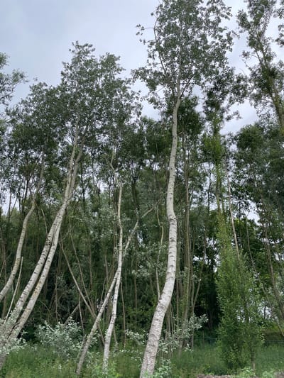 The image depicts a grove of trees with thin, white trunks, characteristic of birch or aspen trees. The trees are growing close together, creating a dense canopy of green leaves that obscures much of the sky. The sky is overcast, suggesting a cloudy day. The orientation of the image is vertical, with the trunks of the trees running from the bottom to the top of the frame.
The trees themselves are the primary subjects. Their bark is smooth and white with dark markings, and their branches are slender and spread out. Some of the branches are bare, while others are covered in leaves. The ground beneath the trees is not visible.
The scene appears to be a natural setting, possibly a park or a wooded area. The dense foliage and the natural growth pattern of the trees suggest a place where they have been allowed to grow without much pruning or cultivation. The overcast sky gives the image a somewhat somber or peaceful mood, depending on the viewer's interpretation. There are no people or animals visible in the image, and no objects other than the trees themselves. The location is identified as Lokeren, Belgium. There is no visible text in the image.
