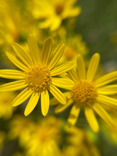 A close-up, shallow depth of field photograph focuses on two bright yellow daisy-like flowers. The flower in the foreground, on the left, is sharply in focus, revealing its numerous slender petals and the textured, tightly packed central disc composed of small florets. To its right and slightly behind, another similar flower is visible, but it is out of focus, with its petals and center appearing softer and more blurred. In the background, other yellow flowers and green foliage create a bokeh effect, further emphasizing the sharpness of the foreground subject. The overall impression is one of natural beauty and detail captured in a macro shot. The image does not contain any information about the city of Popasne, Ukraine, nor does it depict any people, actions, or interactions.