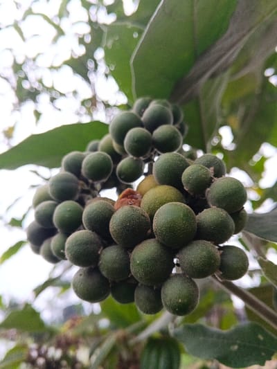 A close-up, upward-angled shot in Pinnwe, Myanmar (Burma), displays a dense cluster of approximately 50-70 small, spherical, pea-sized fruits or berries. The fruits are predominantly dark green with a fine, fuzzy or hairy surface texture. Several fruits exhibit lighter green hues, and a few show distinct yellowish-green pigmentation, indicating varied ripeness. One fruit within the cluster appears shriveled and brownish-orange. The cluster is attached to a central stem, partially obscured. Large, dark green leaves with visible veins are present above and to the sides of the fruit cluster, some displaying a lighter, textured underside. The background is heavily blurred, featuring diffused white light from what appears to be an overcast sky, interspersed with indistinct green foliage, suggesting an outdoor natural environment. No people, animals, or artificial structures are visible.