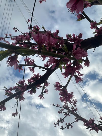 The image depicts a low-angle view of flowering tree branches against a cloudy sky. The blossoms are pink to magenta in color. Several dark branches are visible, some thicker than others, against the backdrop of white and blue clouds. Electrical wires are also visible running across the scene. The location in the city of Choba, Bulgaria is not supported by any evidence in the image.