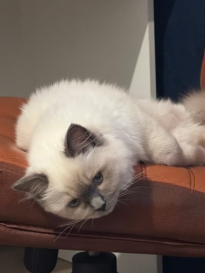 A light-colored domestic cat is resting on an upholstered chair in an indoor setting within Новогорелово, Russia. The cat, exhibiting cream-white fur with darker point coloration on its ears, muzzle, and paws, is lying prone with its head lowered and resting on the chair's surface. Its blue eyes are partially open, looking towards the viewer. The chair is made of a reddish-brown or burnt orange material, possibly leather or faux leather, with visible stitching. In the background, a light grey wall is visible to the left, and a darker, possibly dark blue, vertical surface is present on the right, suggesting a corner or furniture piece. A portion of a black chair base or wheel is visible at the bottom left. There are no other individuals or active interactions present in the scene.