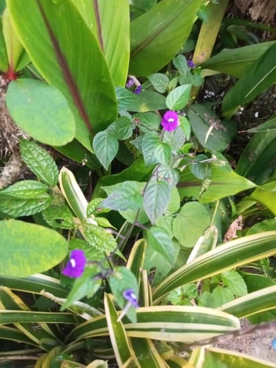 A close-up, overhead photograph depicts a dense arrangement of various foliage and flowers in an outdoor setting in Sa Hti Law (3), Myanmar. The scene is dominated by multiple broad, bright green leaves, some featuring prominent reddish-brown central veins and visible water droplets. Interspersed within the greenery are several small, trumpet-shaped flowers, predominantly purple with white centers; two distinct purple blossoms are visible, one centrally positioned towards the right and another in the lower-left quadrant. The lower portion of the image reveals numerous linear, strap-like leaves characterized by alternating longitudinal stripes of green and pale yellow or cream. Smaller, dark green leaves with varying textures fill gaps between the larger plants. Limited areas of dark soil are visible beneath the vegetation. No individuals, animals, or specific actions are present.