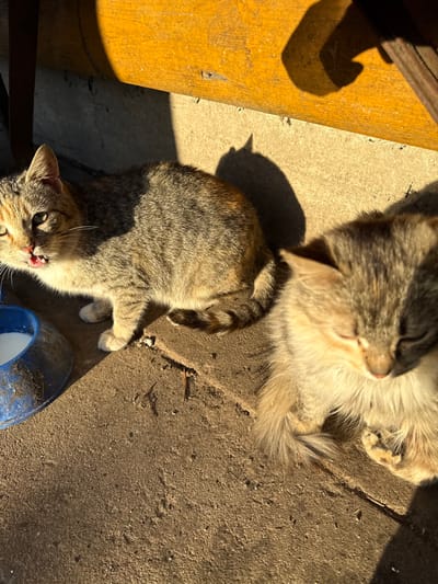 The scene captures two domestic cats on a concrete surface under direct sunlight in Курылавіцкі сельскі Савет, Belarus. In the left portion of the image, an adult calico-tabby cat with grey, brown, and white markings stands beside a dirty blue plastic bowl containing a white liquid. Its mouth is slightly open, revealing its tongue and lower teeth. To the right, a smaller, lighter-colored tabby cat, likely a kitten, rests on the concrete with its eyes closed or squinting, facing towards the lower right. A distinct shadow from an overhead yellow wooden structure, along with shadows of both cats, is cast across the ground, which appears dusty with scattered debris.