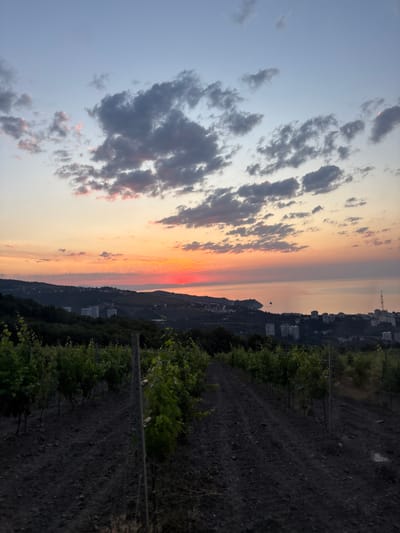 The image depicts a vineyard in the foreground, with rows of young grapevines stretching across dark, tilled soil. In the mid-ground, rolling hills are dotted with trees and some buildings, including apartment blocks. The background features a body of water, likely the Black Sea, meeting a hazy horizon. The sky above is a gradient of twilight colors, with a vibrant orange and pink sunset peaking through scattered grey and white clouds. The scene is devoid of people. The overall atmosphere suggests a rural setting on the outskirts of a coastal town, possibly Гурзуфский поселковый совет, Ukraine, during dusk.